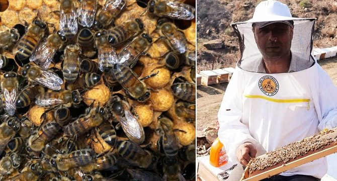 Gelmeyen kış, bitmeyen yaz arıların dengesini bozdu!