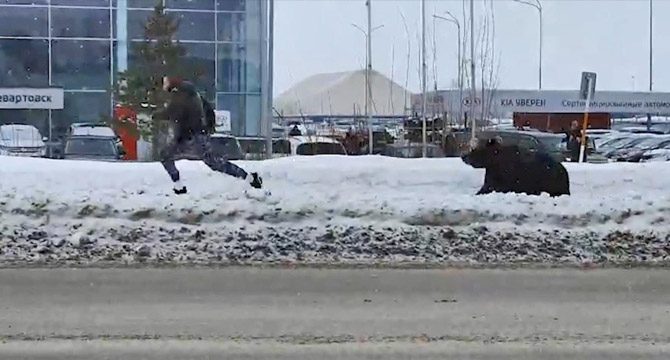 Kafesten kaçan ayı kâbusu yaşattı