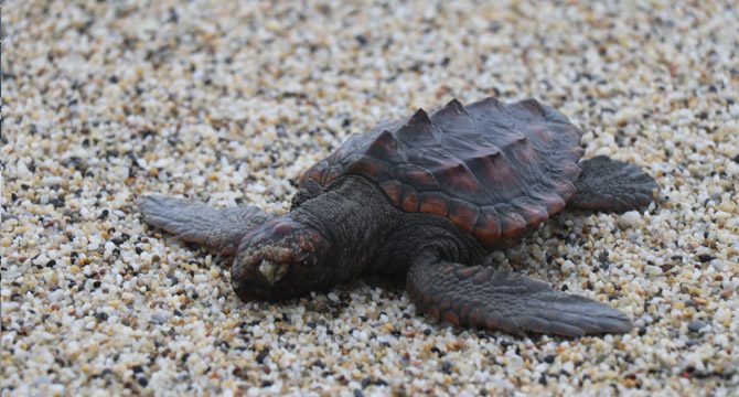 Fırtına nedeniyle caretta carettalar sahile vurdu