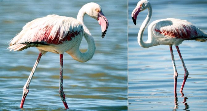 Turizm cenneti Millas flamingolara yuva oldu