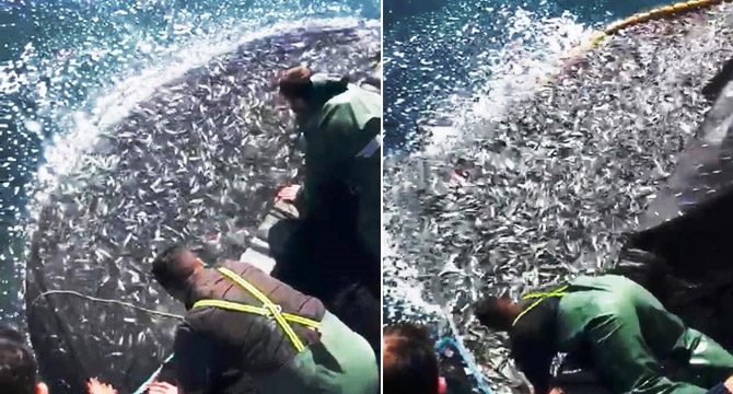 Balıkçılardan örnek hareket: Binlerce kefal yavrusunu denize bıraktılar