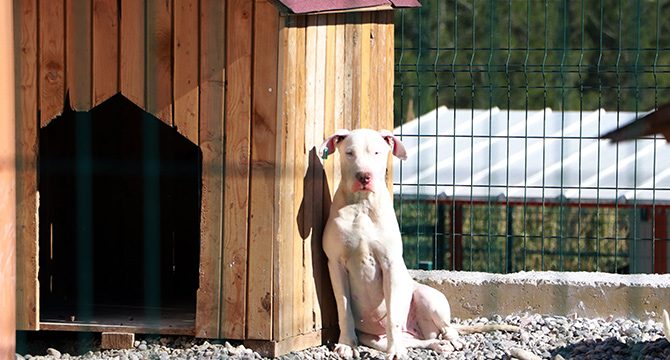 Barınaklarda yasaklı ırk köpek sayısı gün geçtikçe artıyor