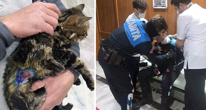 Kediye işkence yapıp, zabıtayı darbeden şüpheli gözaltına alındı
