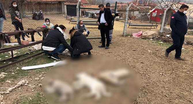 Ankara'da zehirlenen 8 köpekten 4'ü öldü