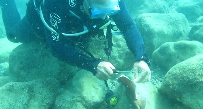 Ünlü profesöre su altında elektrikli vatoz balığı şoku