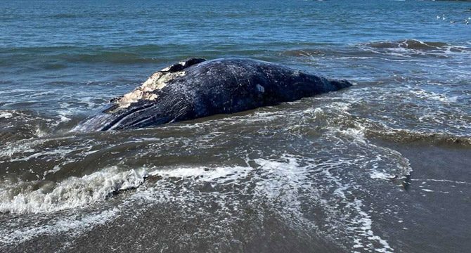 Sekiz gün içinde 4 gri balina cesedi bulundu