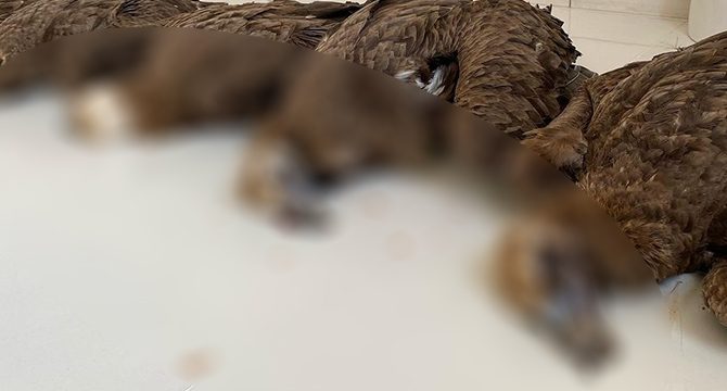 Nesli tehlike altındaki 7 kara akbaba ölü bulundu