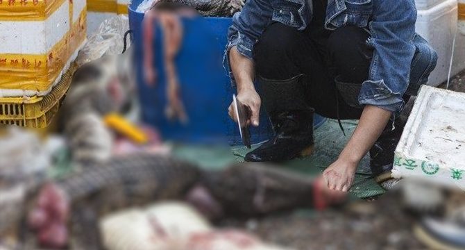 DSÖ: Canlı hayvan pazarları kapanmalı