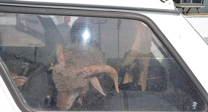 Çaldıkları 2 koyunu taşımak için 2 otomobil çaldılar
