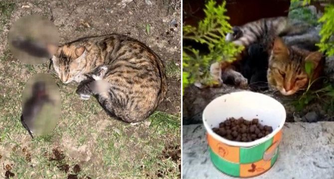 Kürekli dehşet: Üç yavru kedi öldü