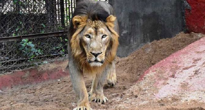 Hayvanat bahçesinde 8 aslan koronavirüse yakalandı