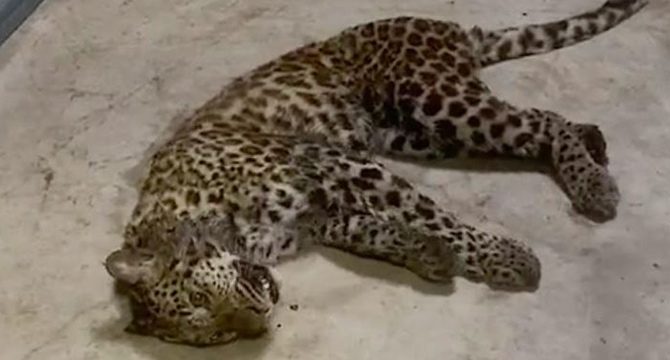 Çin'de safari parkından 3 leopar kaçtı