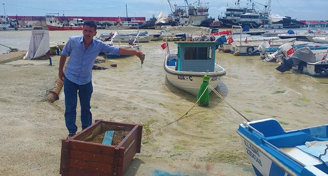 Balıkçıların kirli kabusu ‘salya’ geri döndü