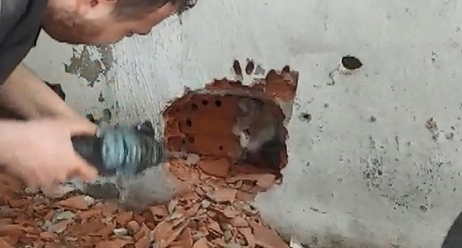 Mahsur kalan kedi, duvar kırılarak kurtarıldı