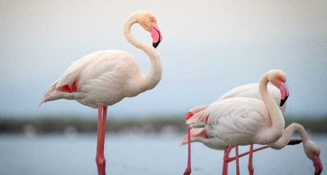 'Dronlar flamingoları strese sokuyor'
