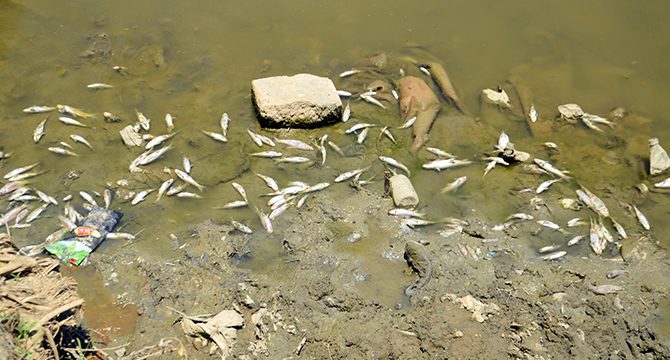 Karasu Nehri'nde balık ölümleri korkutuyor