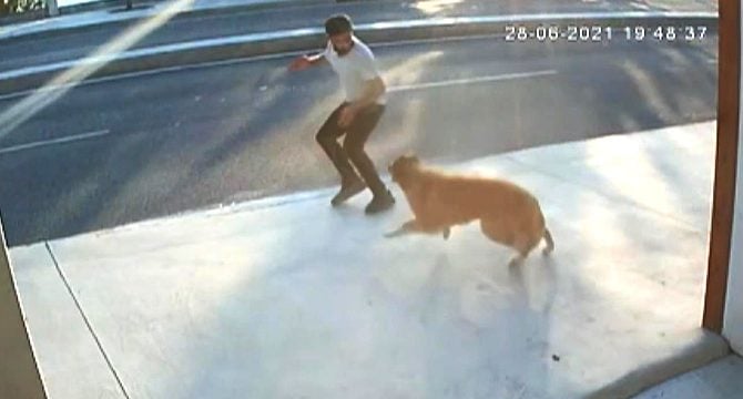 Havlayan köpekten kaçarken kamyon çarptı