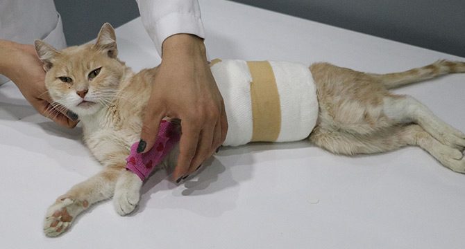 Yaralı olarak bulunan kedide 'cinsel saldırı' şüphesi
