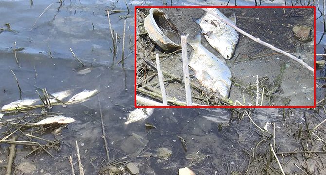 Korkutan balık ölümleri: Bu manzarayla ilk defa bugün karşılaştım