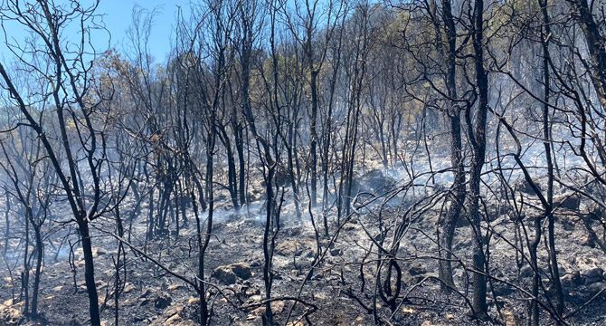 Kaş'ta orman yangını! 3 hektar alan zarar gördü