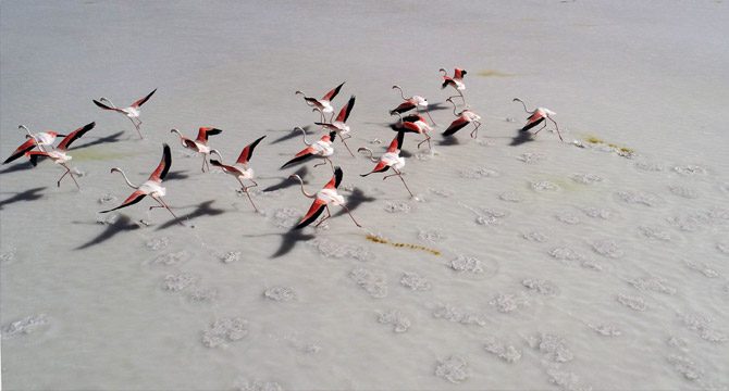 'Ölümlerden sonra flamingolar Tuz Gölü'ne gelmeyebilir'