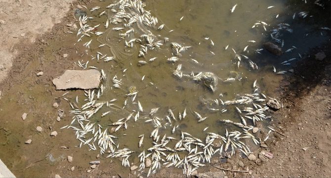 Türkiye’nin en uzun ırmağın ölü balık akıyor!