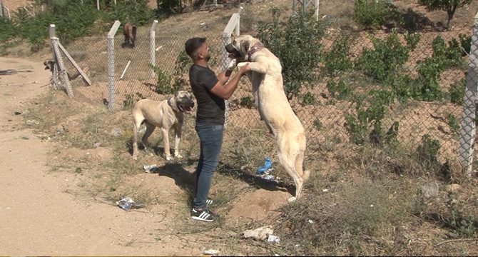 Çoban köpekleri heybetleriyle dikkat çekiyor