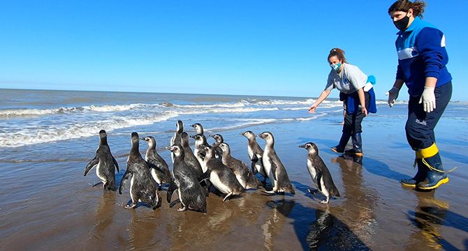 Kurtarılan 14 penguen okyanusa bırakıldı