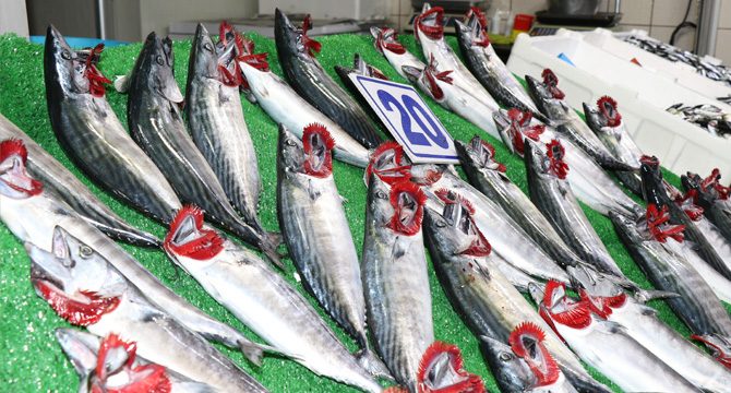 Karadeniz’de balık bolluğu yaşanıyor