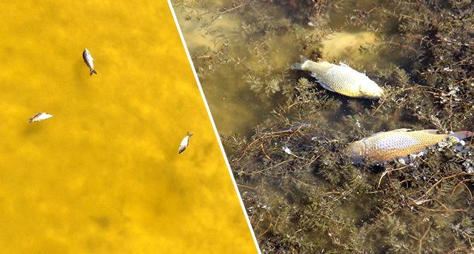 Suyun rengi sarıya döndü: Onlarca balık öldü