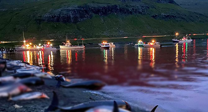 Festival adı altında rekor katliam! Binlerce balina ve yunus öldürüldü