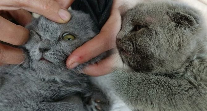 Eşine kızıp duvara fırlattığı kedi 10 gün sonra öldü!