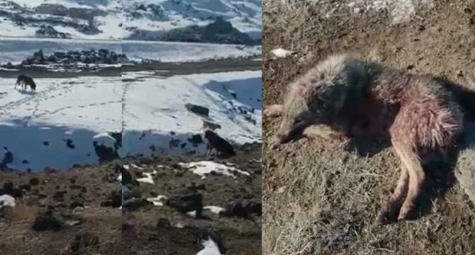 Dağ başına bırakılan köpekler açlıktan birbirlerini yedi: Birçok köpeği kurtlar parçaladı!