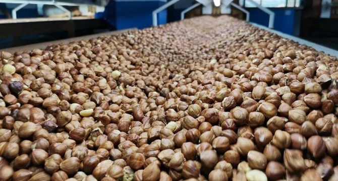 122 ülkeye 344 bin ton fındık ihraç edildi