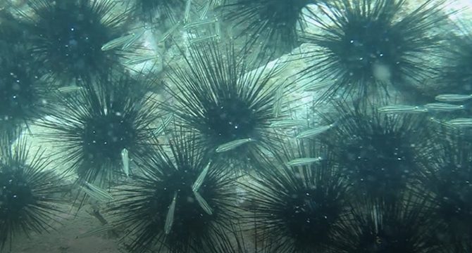 Antalya’da koloni olarak görüntülendi: Dikenleri zehirli