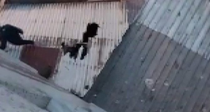 Apartman boşluğunda 'hırsız avı'