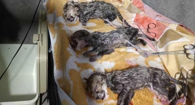 Soyu tükenmekte olan Asya çitası 3 yavru dünyaya getirdi