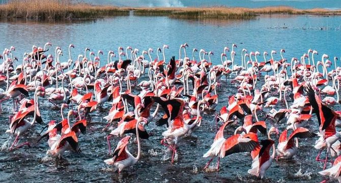 Eber Gölü'nde süzülen flamingolar güzellikleriyle mest etti