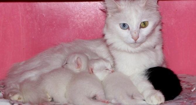 Van Kedi Villası'nda 100 yeni yavru dünyaya geldi