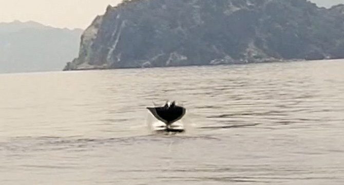 Marmaris açıklarında 'Hayalet Vatoz' sürprizi