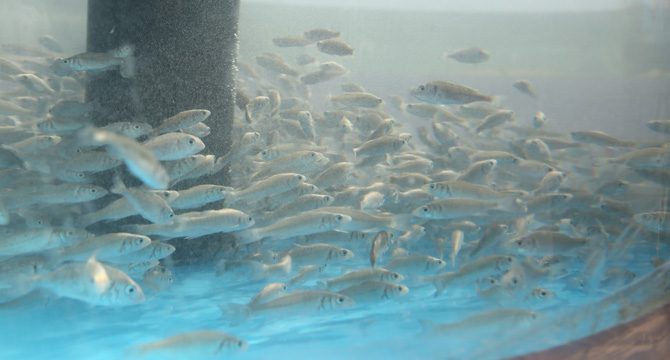 6 bin yavru balık İzmit Körfezi’ne salındı