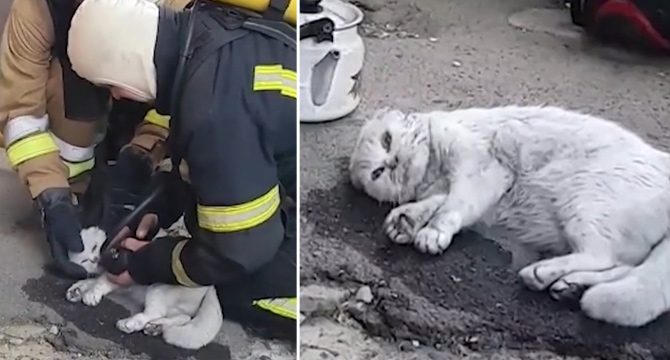 Yanan bir apartmanda bulunan kedi, hayata böyle döndürüldü