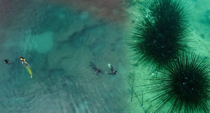 Kıyıda denize girerken dikkat: Zehirli istilacı deniz kestanesi tehlikesi