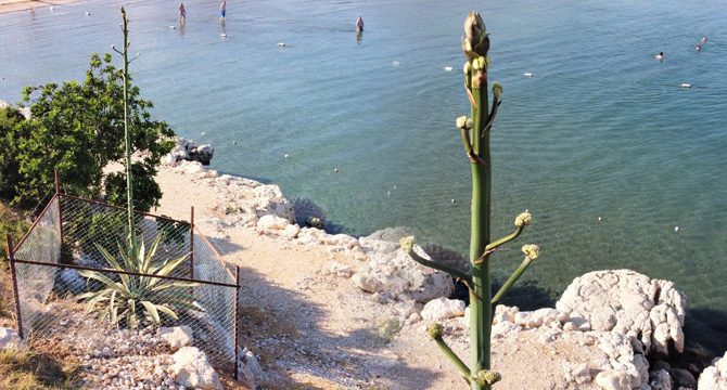 'Sabır çiçeği' koruma altına alındı