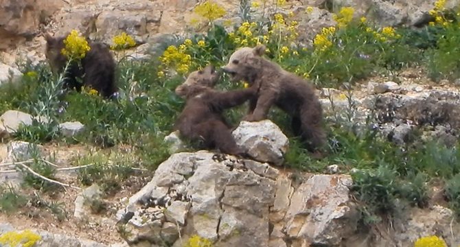 Oyun oynayan yavru ayılar kamerada