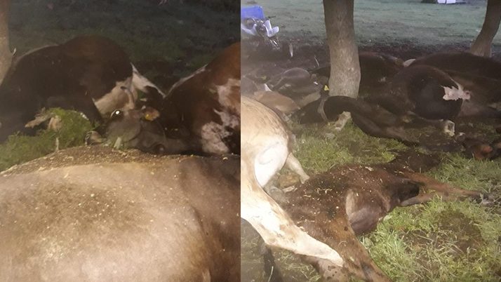 Hayvan sürüsünün üzerine yıldırım düştü, 17 büyükbaş öldü