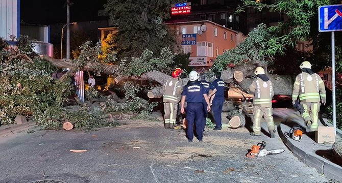 Sancaktepe’de asırlık ağaç yola devrildi