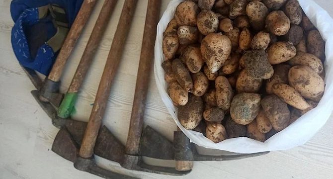 Jandarma bir araçta 151 kilo salep soğanı yakaladı