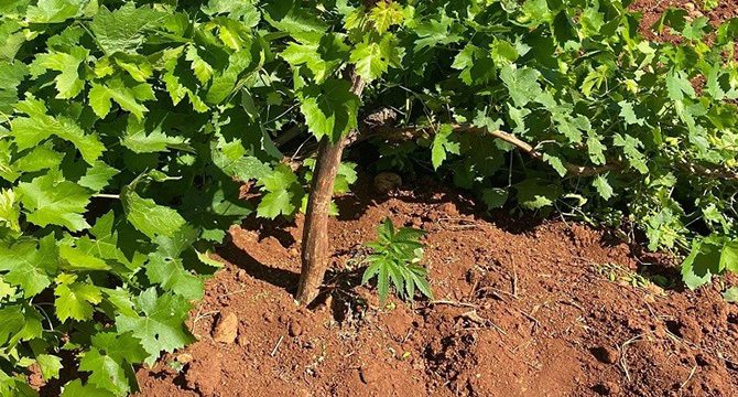 Üzüm bağında kenevir ele geçirildi