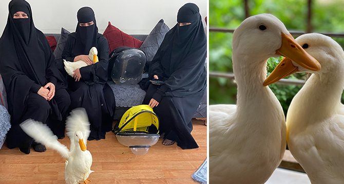 Göletteki ördekleri çaldığı iddia edilen kadın konuştu